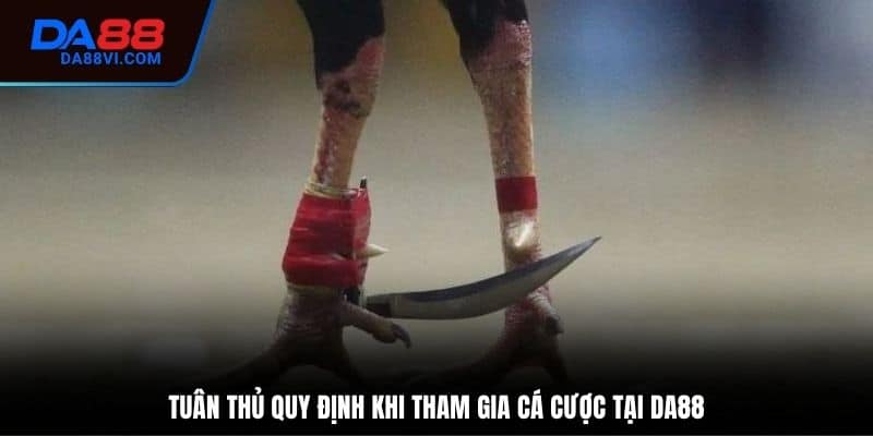 Điều khoản cần tuân thủ khi chơi đá gà cựa dao