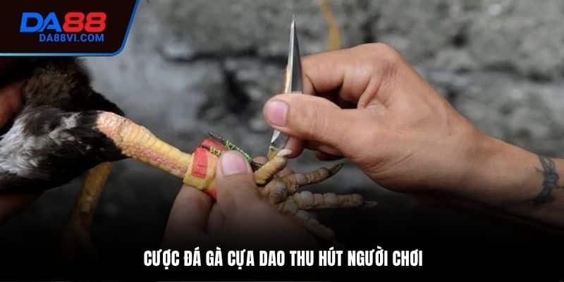 Ưu điểm của đá gà cựa dao tại nhà cái