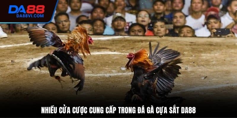 Những cửa cược phổ biến trong đá gà cựa sắt