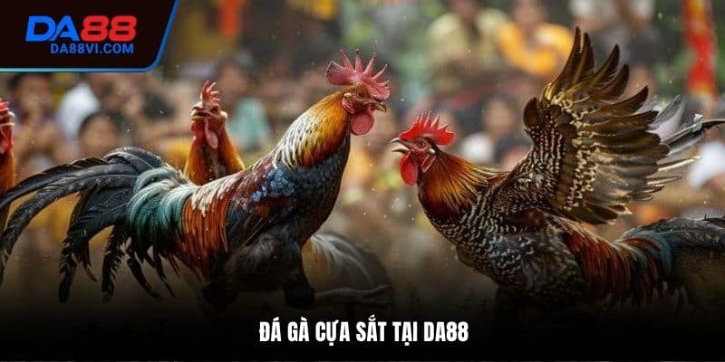 Đá Gà Cựa Sắt