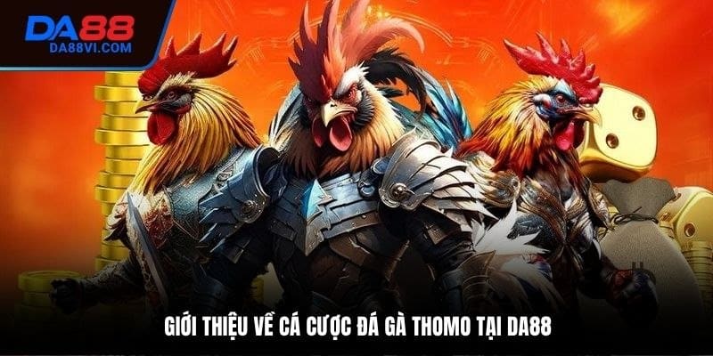 Khái niệm về đá gà thomo