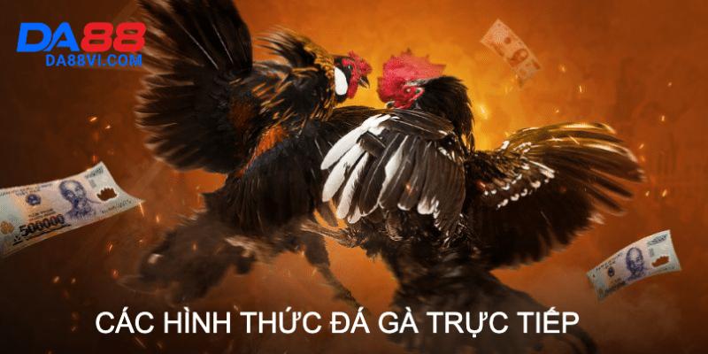 Các hình thức đá gà phổ biến tại DA88