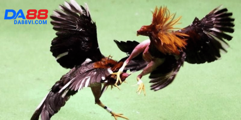 Ưu điểm nổi bật khi chơi Đá gà trực tiếp